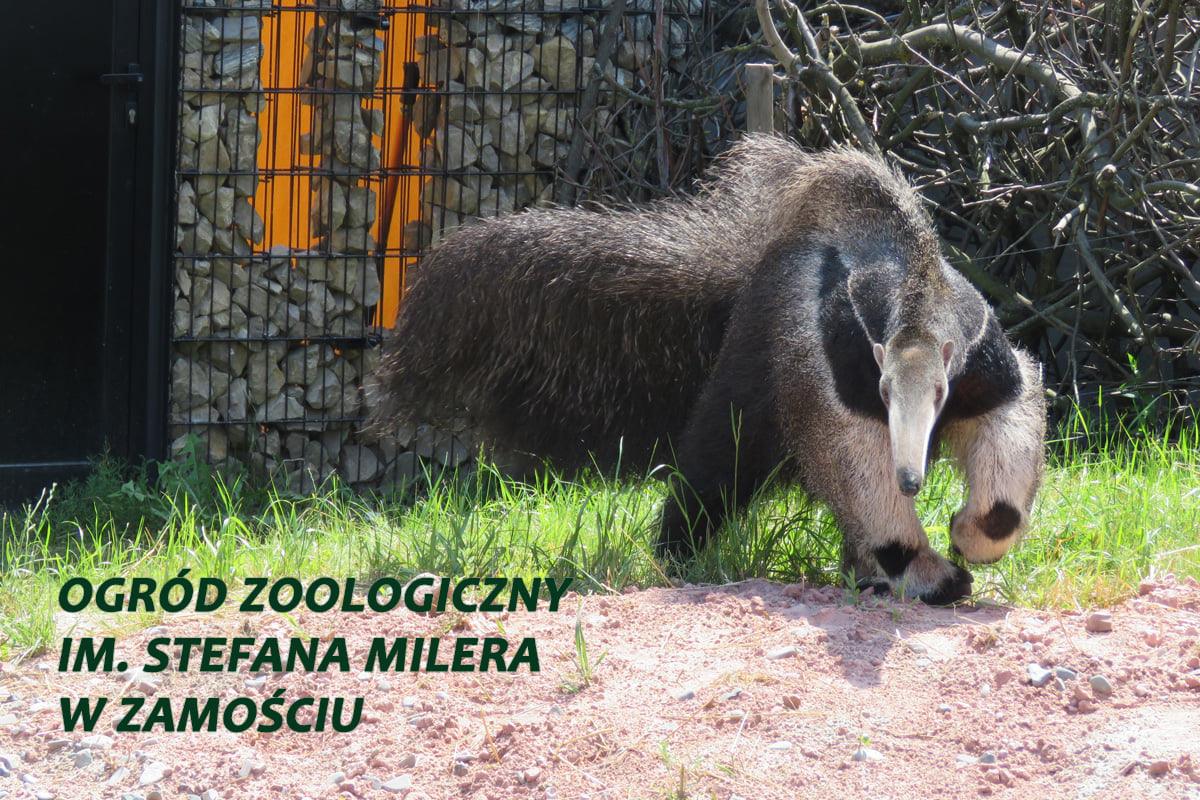Ogrod zoologiczny im Stefana Milera w Zamosciu